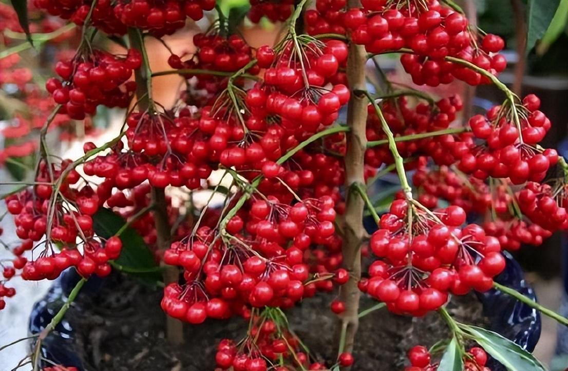 这种盆栽,红果挂满枝头,都叫它"富贵籽",摆在客厅很合适