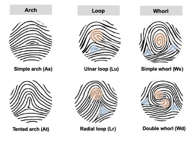 指纹的三种基本类型图片