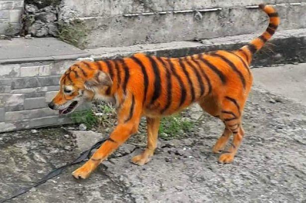 马来西亚街上有老虎在游荡?不,是狗狗被人涂了黄黑相间的条纹