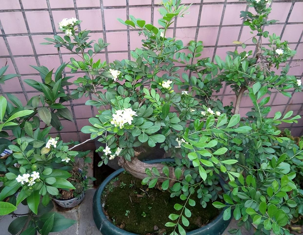 阳台放两盆"香水皇后",香气浓郁,可净化空气,关键是适合新手