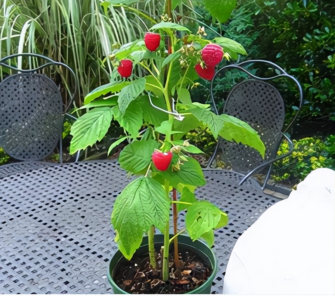 盆栽养护树莓,根茎叶长得快,结果又多又美味