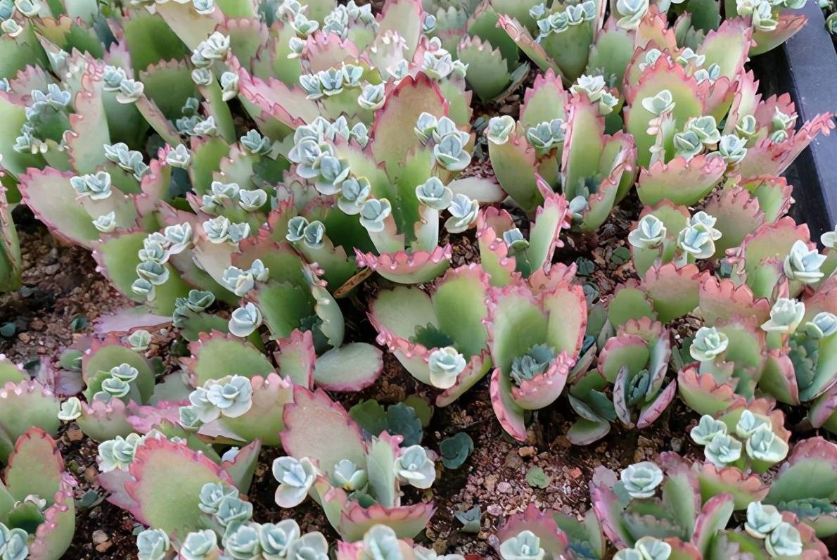 10种"流氓花",观赏价值高,却易泛滥,难清除,地栽要谨慎