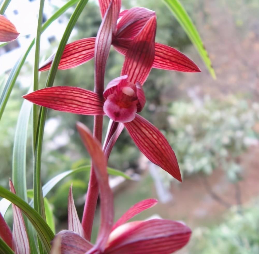 曾一苗难求的春兰极品红素,红杆红花,香气迷人,轻松打理好成活