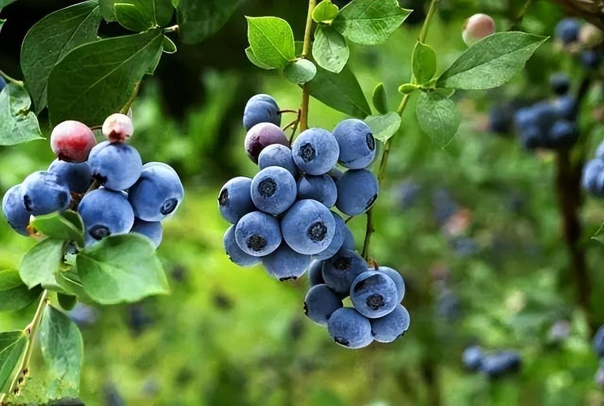 院子里露天种蓝莓,成本低还好吃,自己种着吃还放心