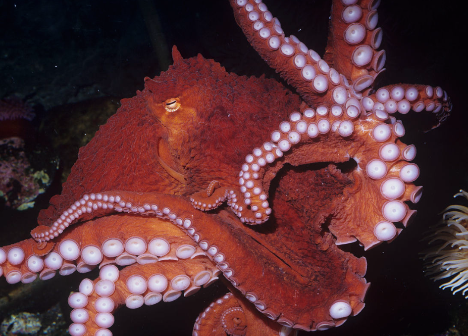 深海生物 最大图片
