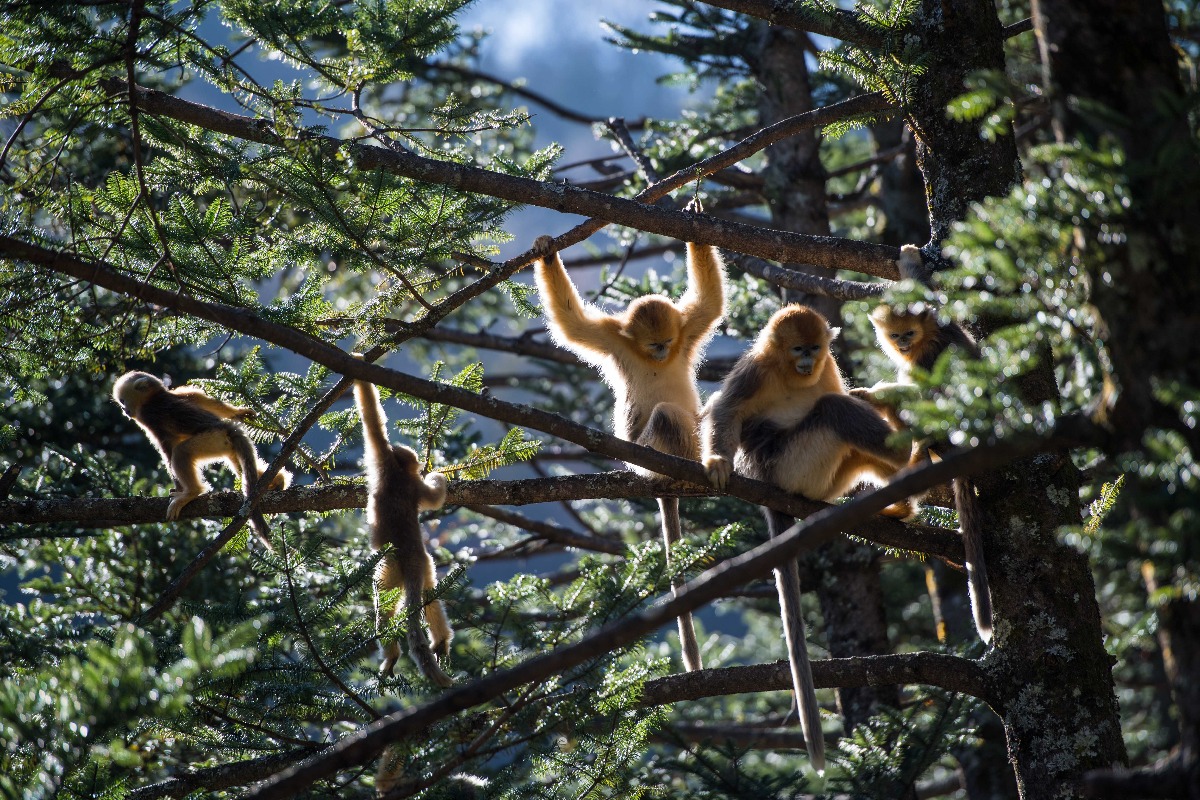 罕见!神农架拍到多种野生动物!真有野人?为何被列为人类禁区?