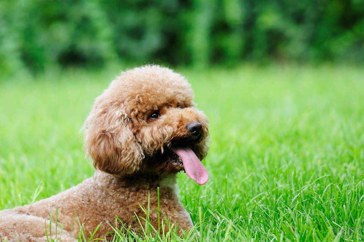 性格温顺的小型犬图片