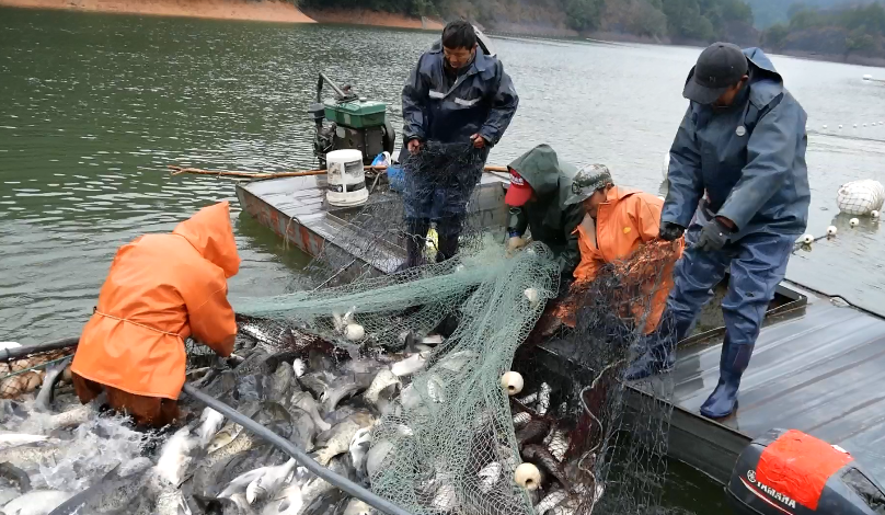 一网捞起一万多斤现场直击杨溪水库开库捕鱼