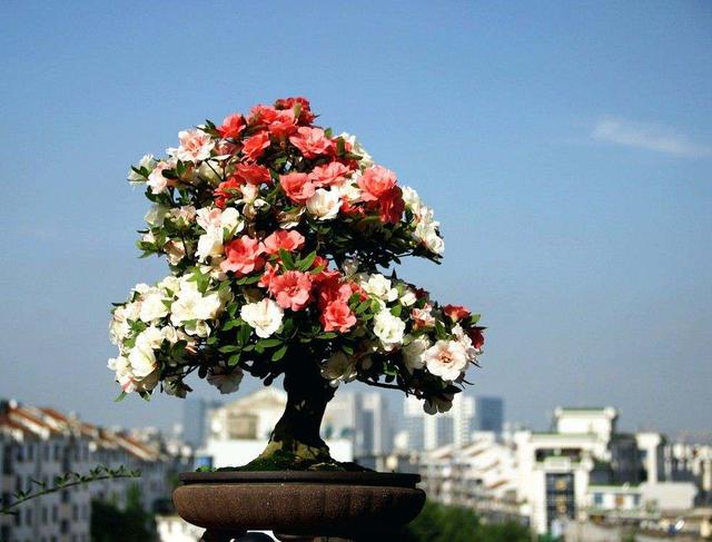 想杜鹃花多冒芽,土加"一料",7天蹭蹭冒小芽笋,开出层叠群花