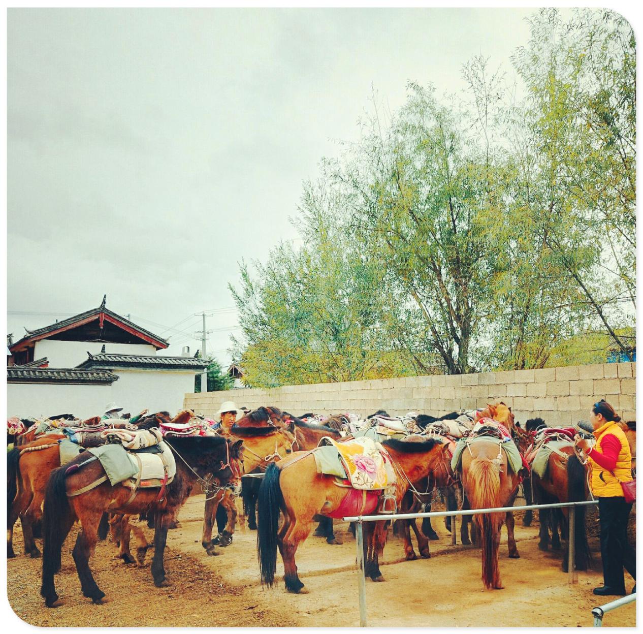 茶马贸易 baijiahao.baidu.com