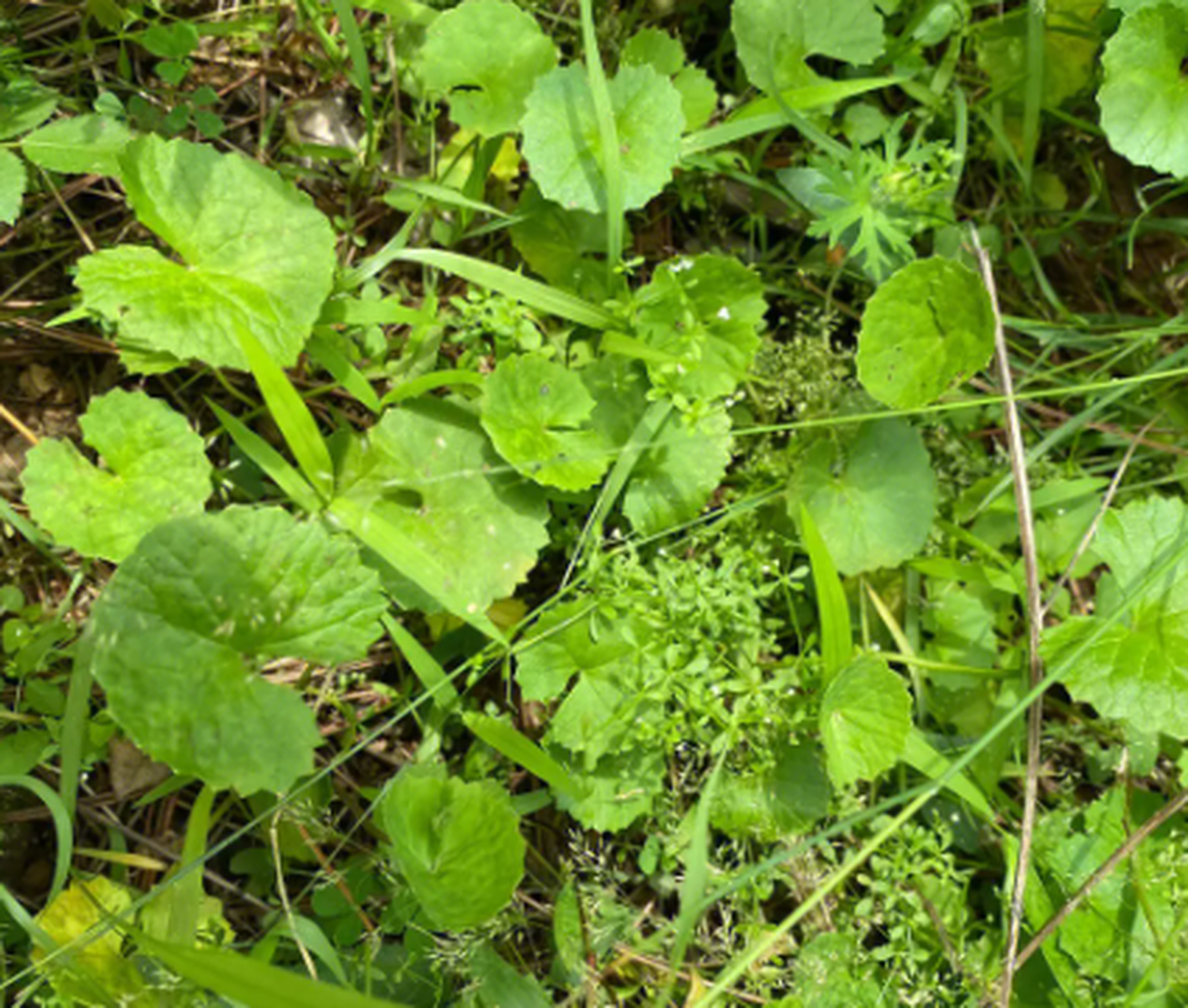 这是"肿瘤草",如今很少见,挖1棵少1棵,你家附近有吗?