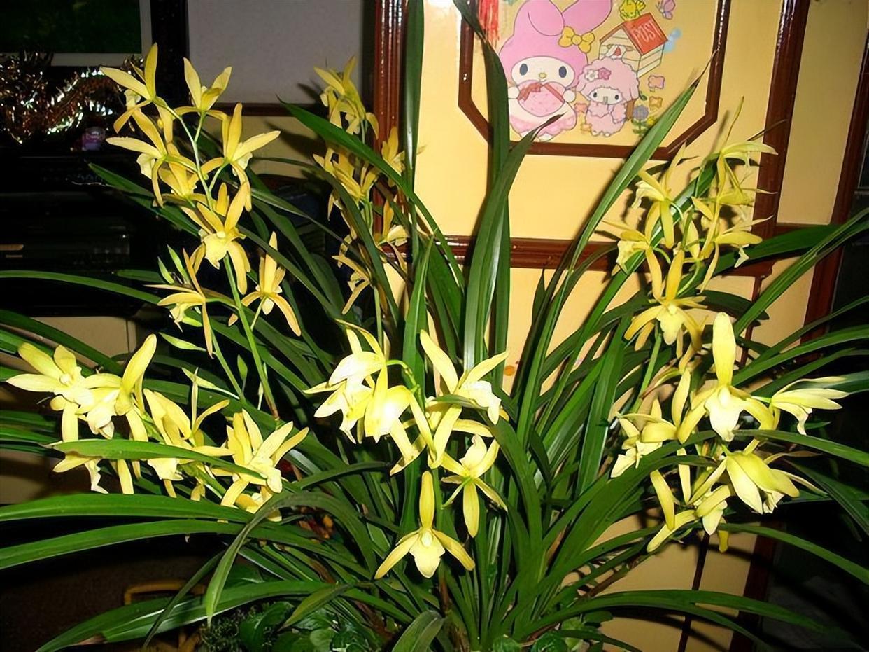 黄金小神童兰花,花色金黄,香气清雅,寓意"金玉满堂"