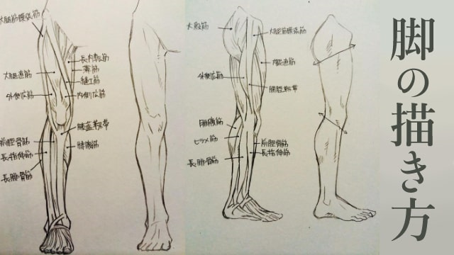 腿部肌肉怎麼畫?不同角度的腿部肌肉畫法教學