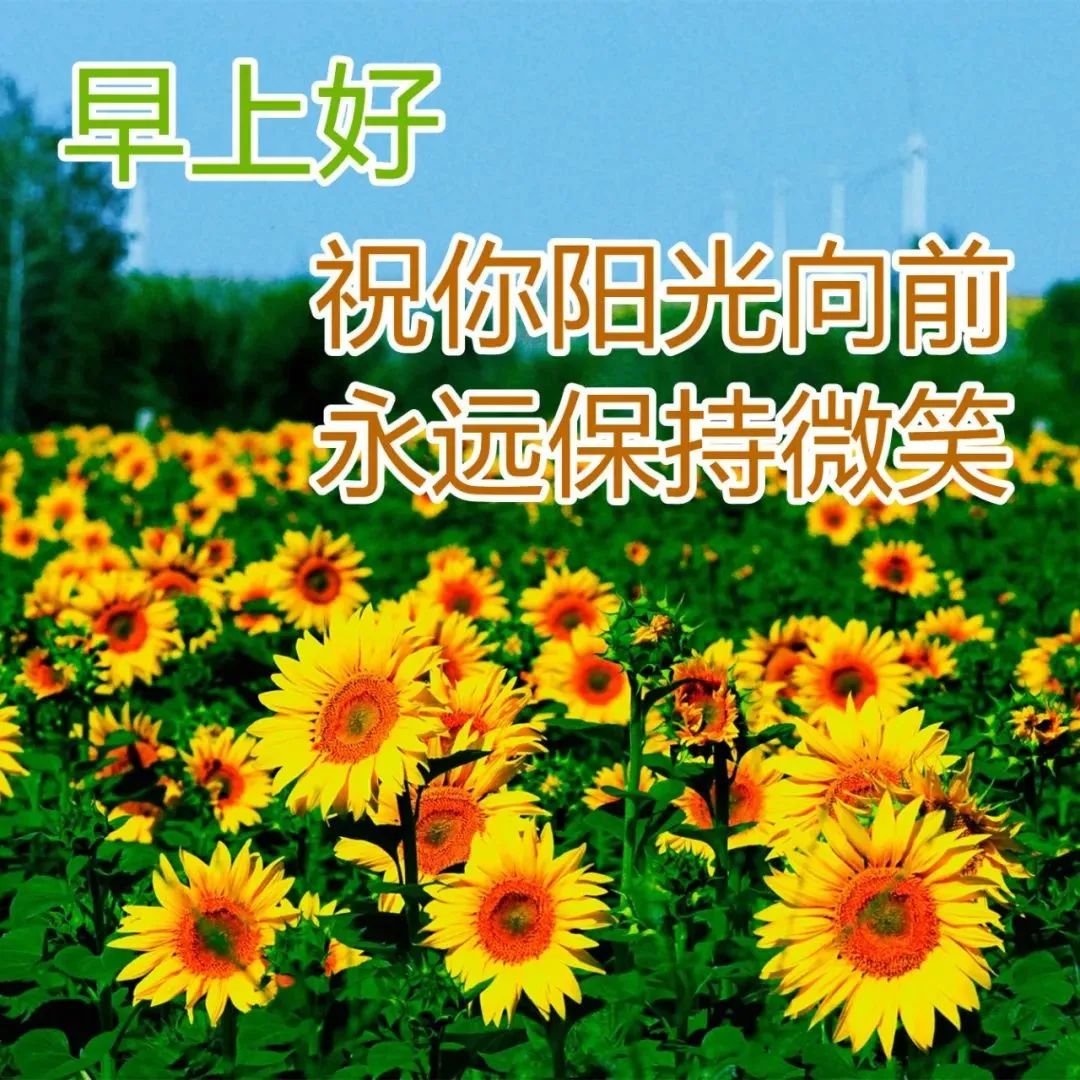 清晨发朋友圈必备的早上好漂亮鲜花图