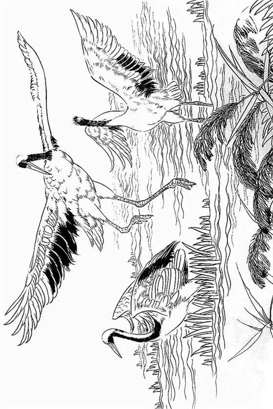一组白描仙鹤,惟妙惟肖︱艺术名画