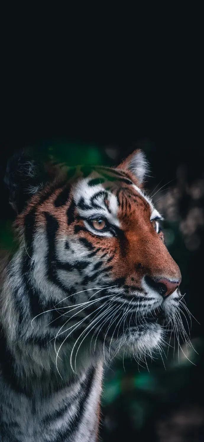 老虎壁纸,入山不怕虎伤人,只怕人情两面刀