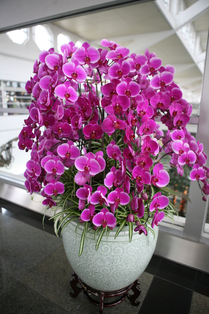 8种"发财花",容易被浇死,一个月一杯水,能活几十年