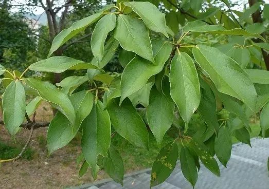 如槭而至丨五小葉槭,樟葉槭,秀麗槭,青榨槭,茶條槭,挪威槭等