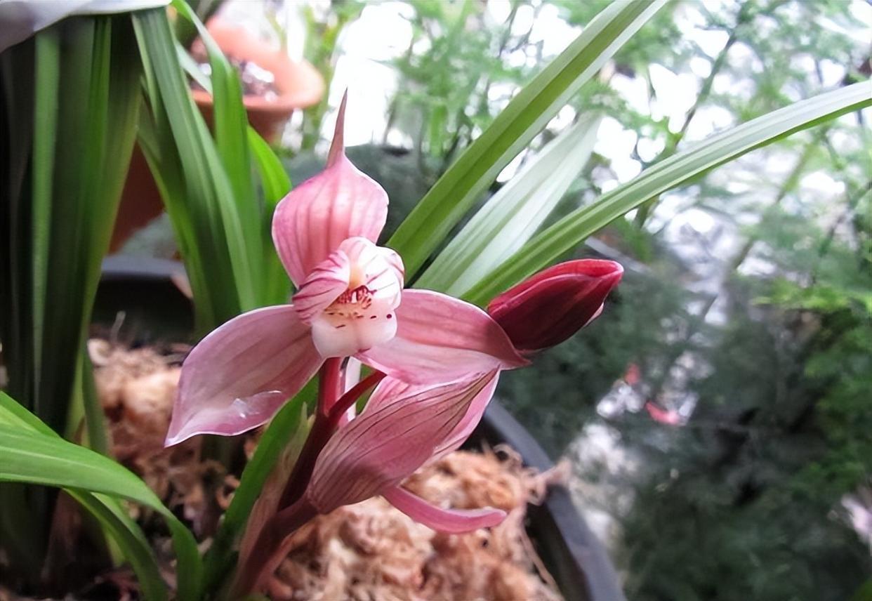 四季兰名花-东方红荷,花型正格,花色水红,香气轻松飘满园