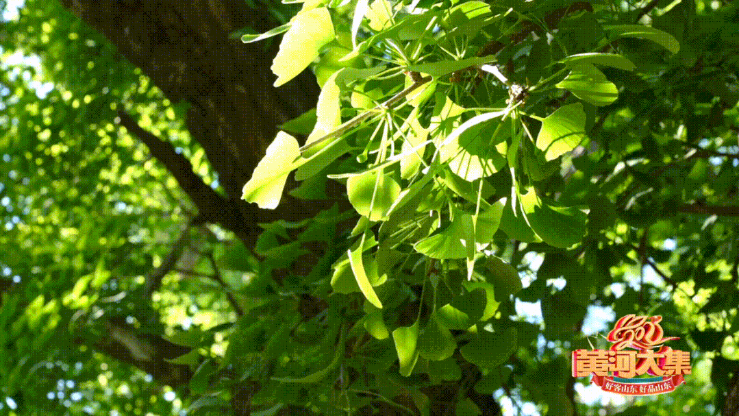 "天下第一"!4000岁!