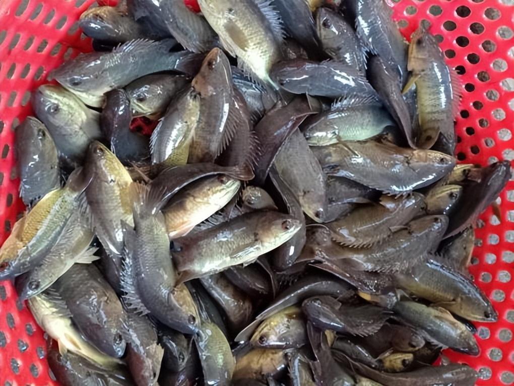 男子用1000只活虾钓了半桶鱼,他是赚了还是亏?