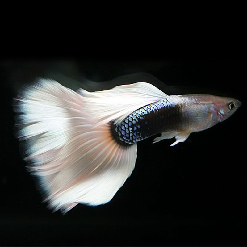 孔雀鱼死了一条需要换水吗?