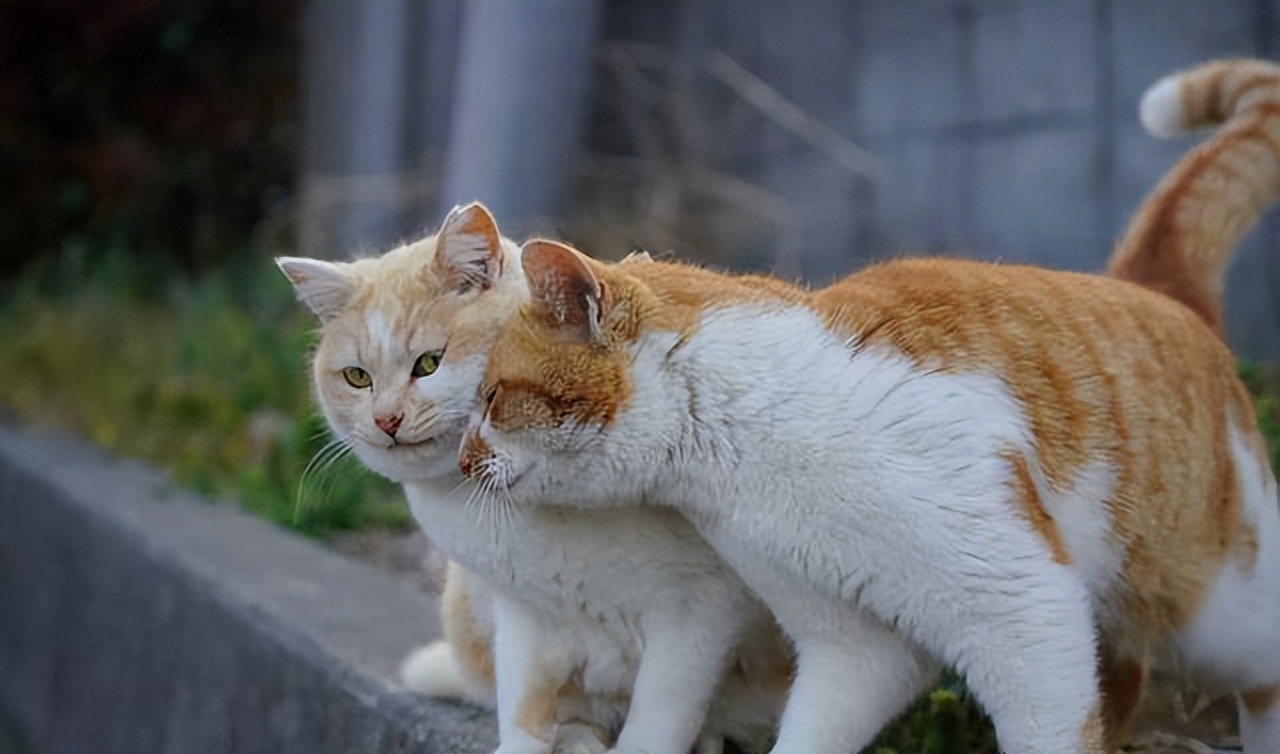 男猫和女猫有什么区别?这6点差别太大了