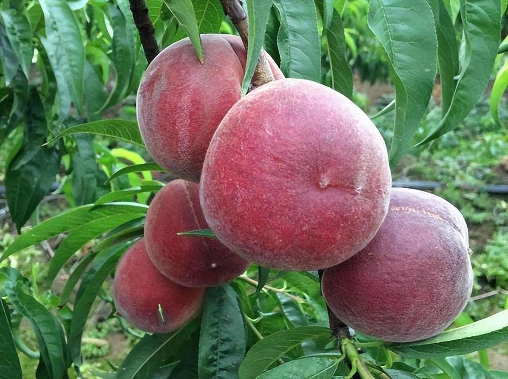 黑桃王后不仅适合在家中种植,而且也适合商业种植.