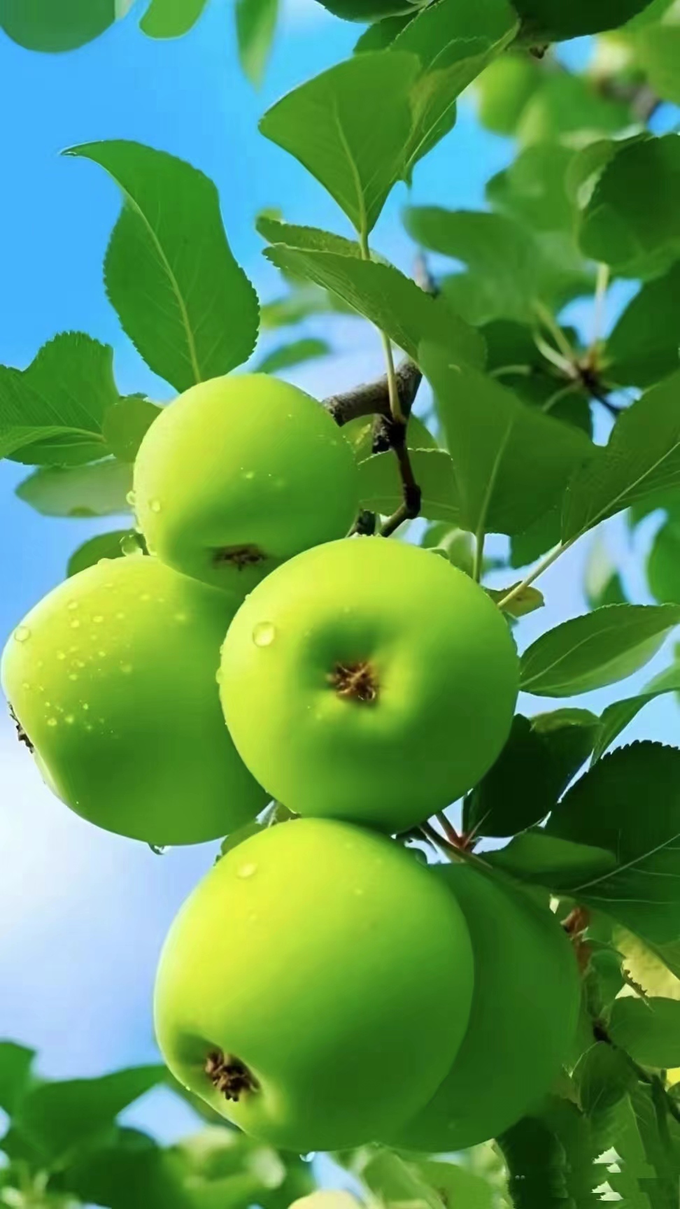 一片苹果园静谧而安详,美文故事由此开启,冬日有你的美景好时光