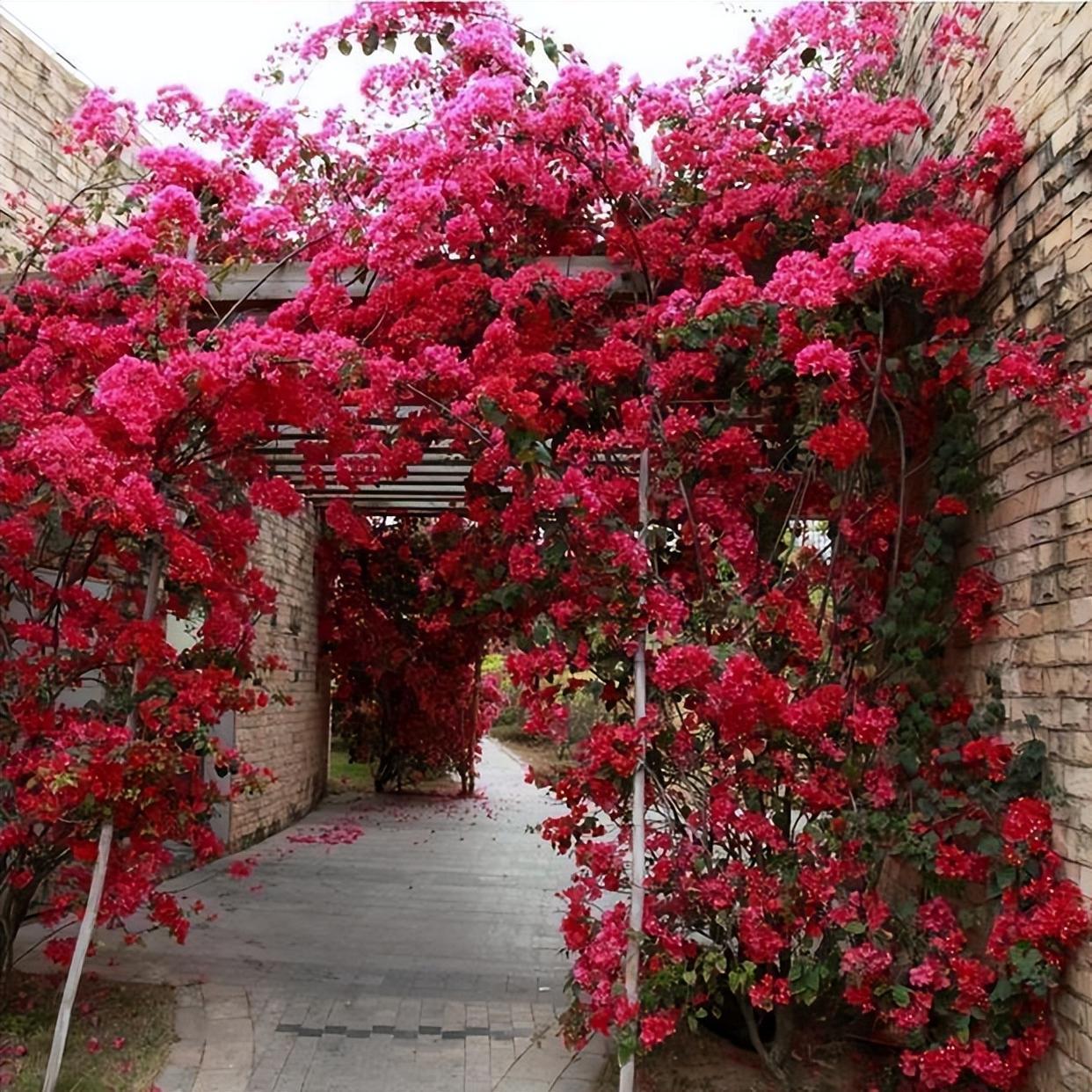 精品爬藤花——三角梅