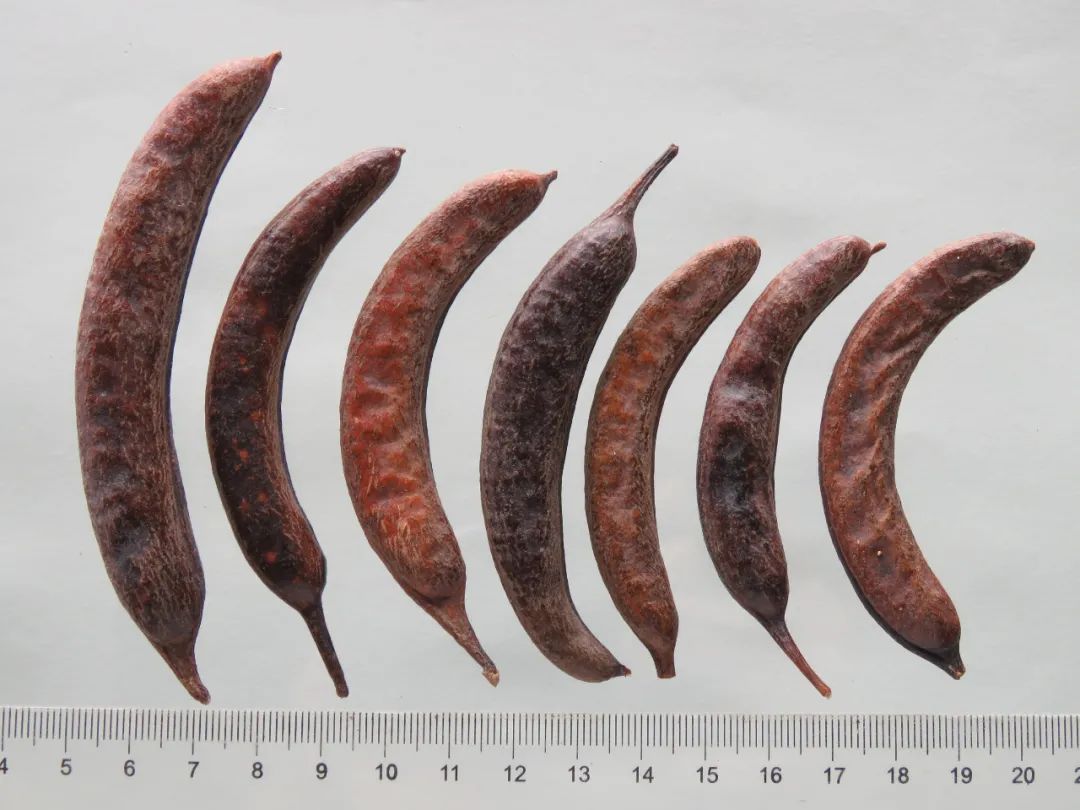 豆科植物——猪牙皂