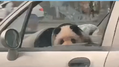 推荐四川街头有人遛熊猫?真相曝光……当事人还被警察盯上了