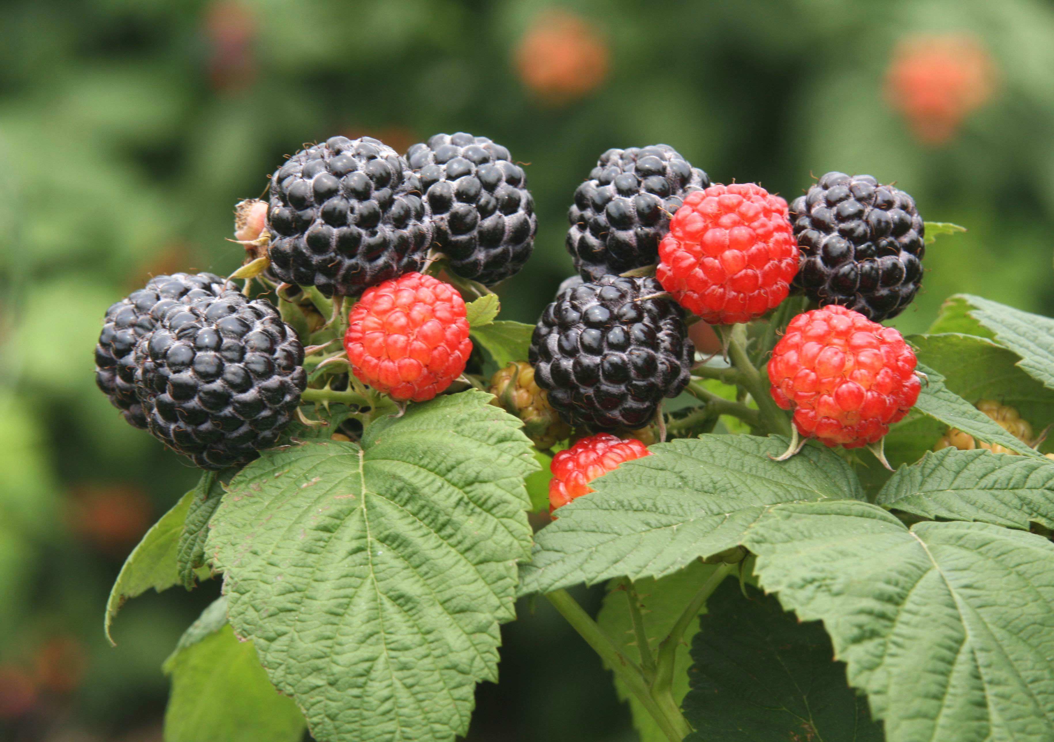 肾虚体弱?医生:或可看看这个阴阳平补药方