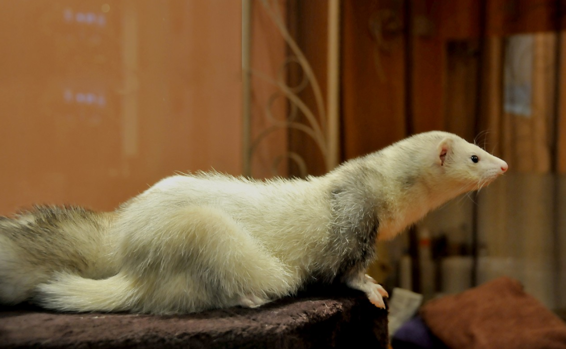 喜欢独特宠物的养宠者一定要看