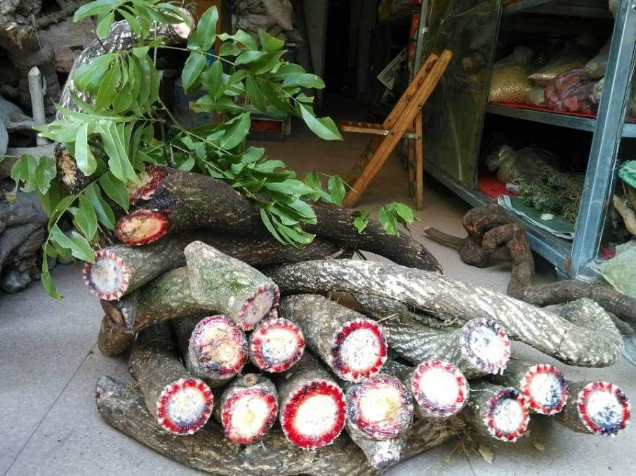 俗称"鸡血藤",过去常被看来烧火,现在价值很高,家乡有别破坏