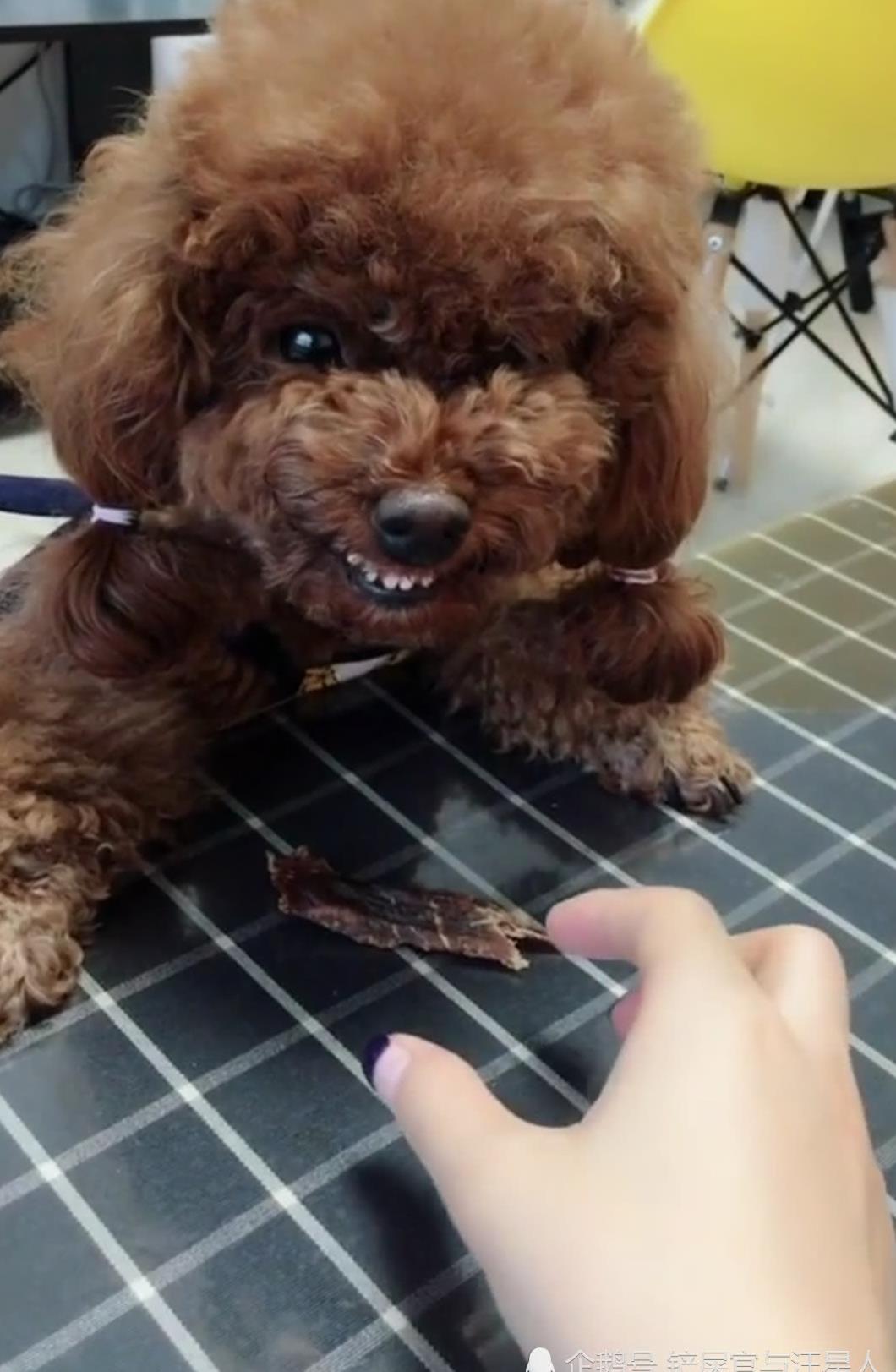 泰迪对你"痛恨" 的表现,可别忽视了