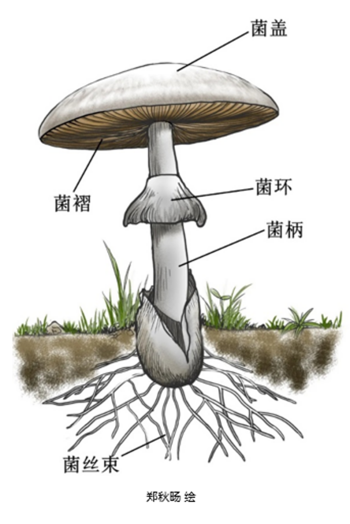 踏青?一起去寻那绚丽多彩的蘑菇