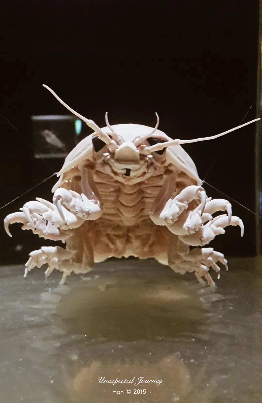 生物猎奇:探寻来自另一个平行世界的奇异物种