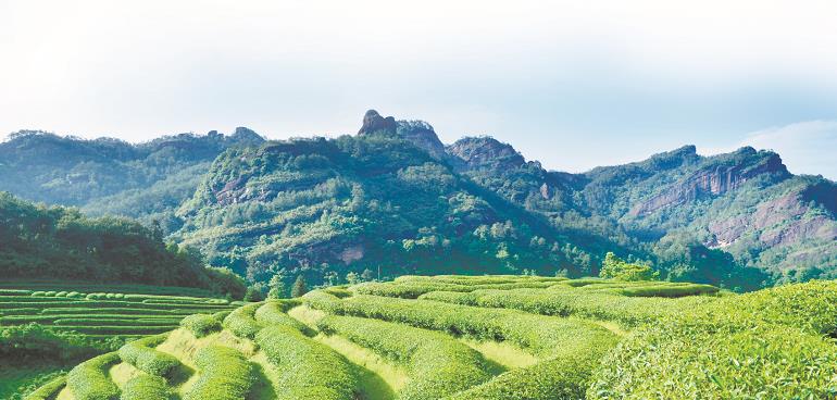 寻找最美茶乡 武夷山星村:碧海缀金的生态茶乡