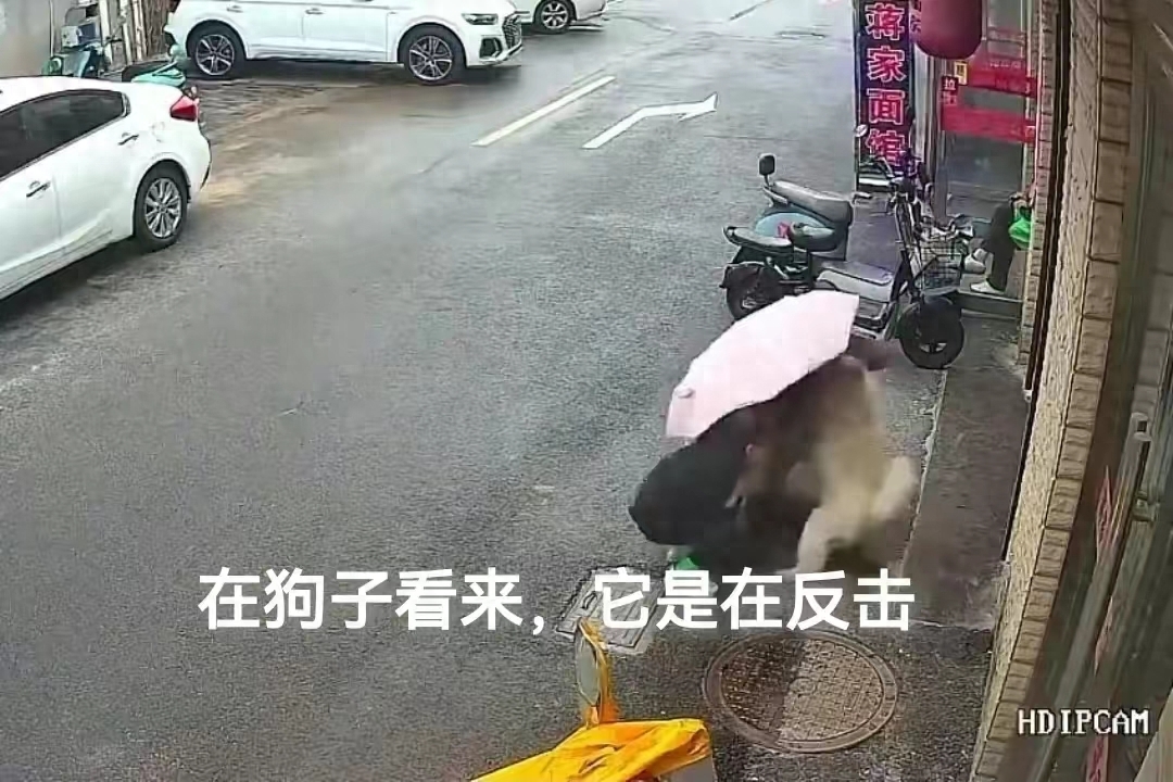 江苏松狮狗咬人事件后续:肇事犬吊死!网友评论:狗主人应重罚!