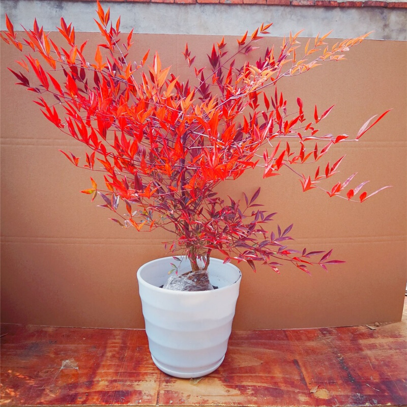 叫竹不是竹的火焰南天竹,适合庭院或盆栽来种植,叶子果实都很美