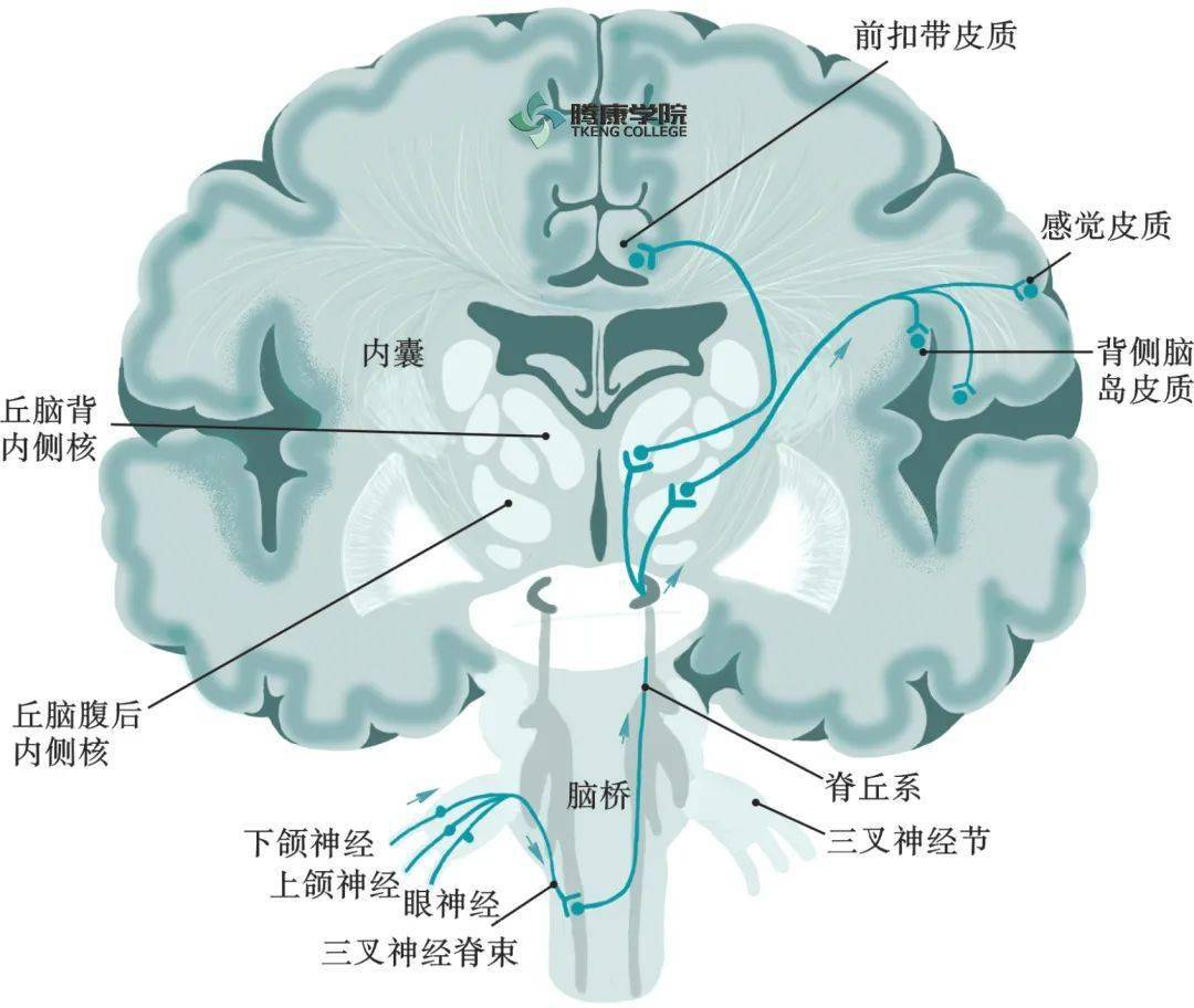 脑卒中康复:本体感觉训练与核心稳定性训练对脑卒中患者的影响