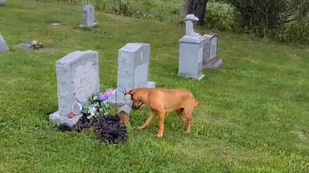 爱从未消失!狗子准确在墓地中找到4年前去世主人的坟墓