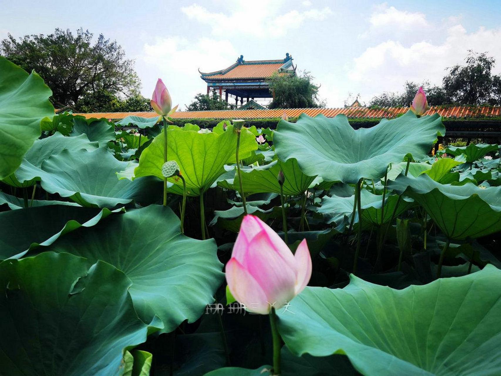 宝墨园景色图片