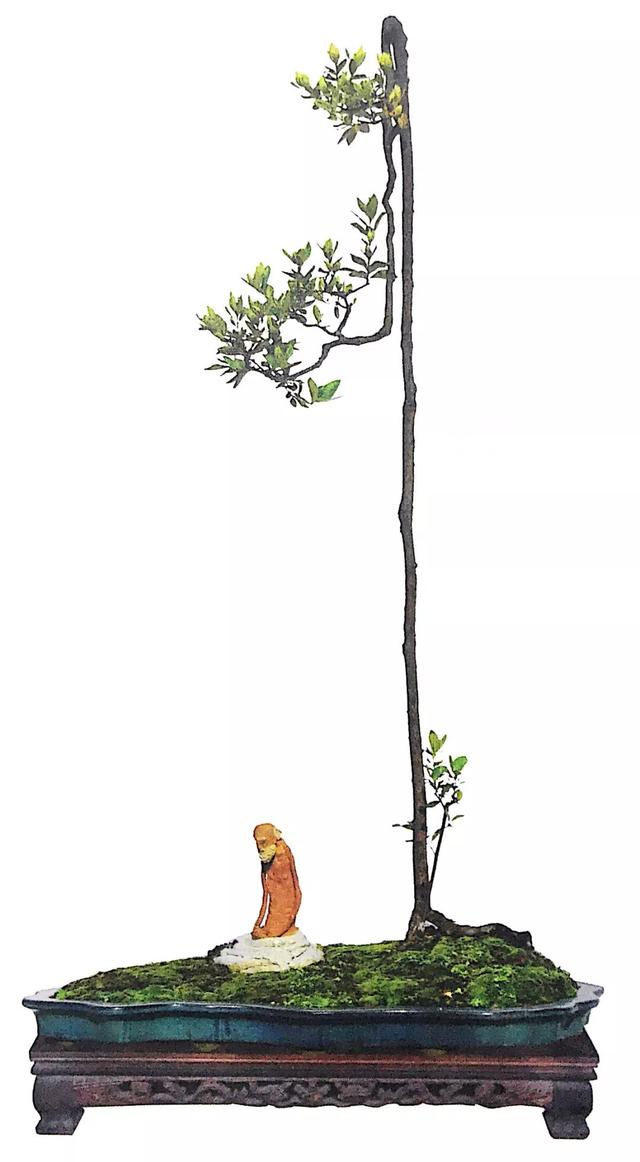 一棵文人树盆景的制作过程,即便我啥都不说,你也能看懂