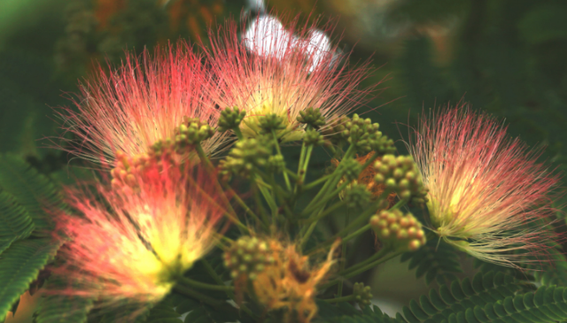 1种绿化树开花如扇子,粉嫩嫩,美极了!不少人见过却说不出名字