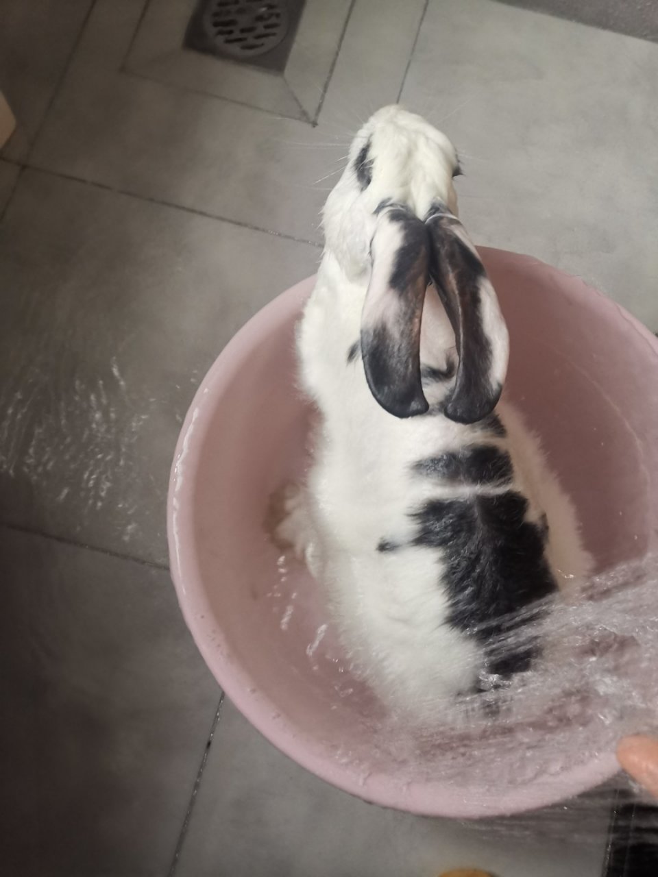 小心!兔子的皮肤很敏感,这样给它洗澡才更安全!