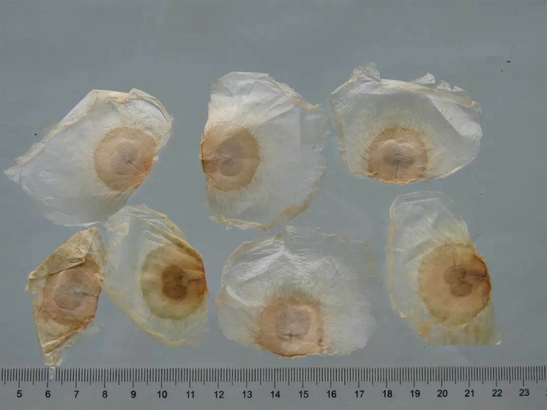 紫葳科植物——木蝴蝶