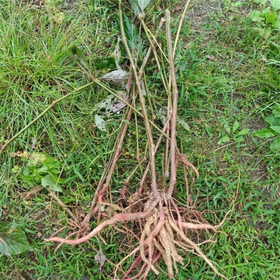 农村一种土牛膝,又叫倒扣草,筋骨草,花序带倒钩刺,认识是宝