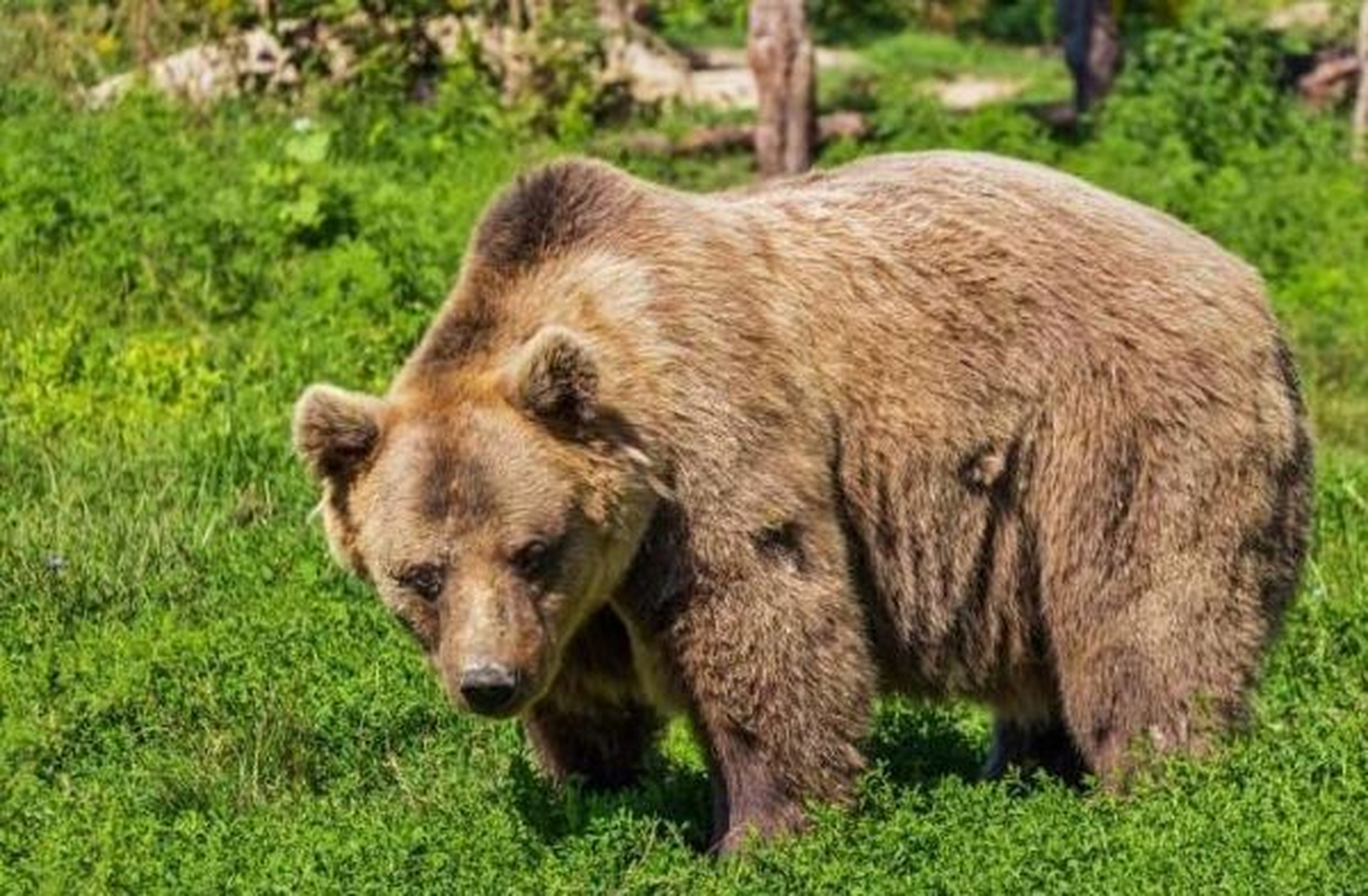 1998年,俄罗斯一头棕熊趁母虎外出时咬死并吞食了它的两只幼崽,它没有